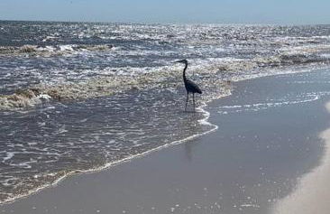 Pet Friendly Tranquil Cottage with Fire-Pit & Hot Tub Minutes to BEACHES - Foto 33