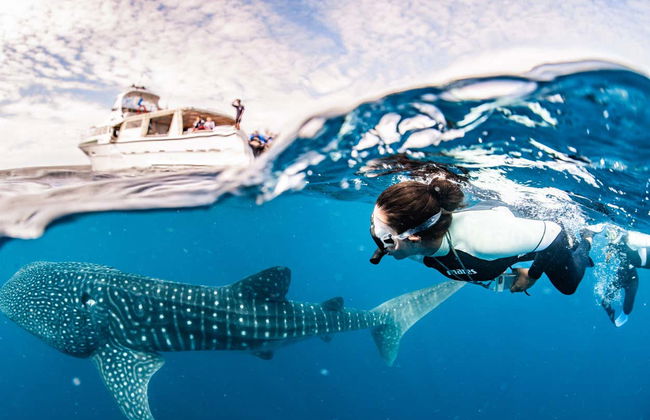 Swim with Humpback Whales or Whale Sharks - Photo 6