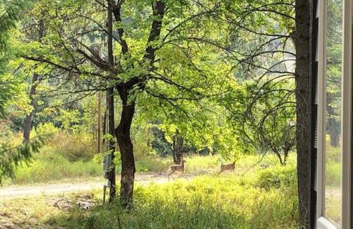 Tranquil Nature Retreat on 12 acres! - Foto 39