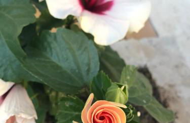 Villa Lucia - Foto 17