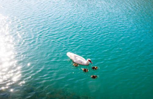 Vitality Villa Mariante - free kajaks, sauna - Photo 66