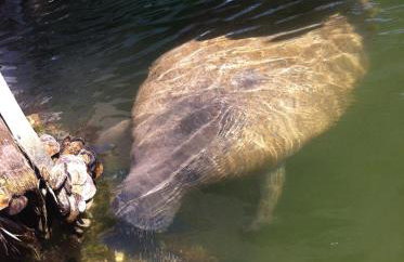 Caribbean Dreaming 1 Open Water Views Dockage and Parking - Foto 12