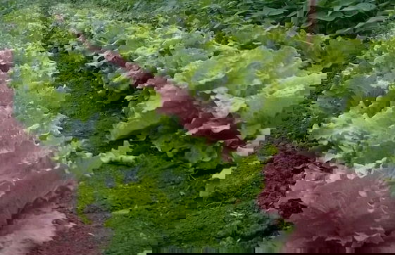 Camping Agrituristico Carso - Foto 16