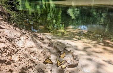 River Retreat Cabin - Living Water Farm - Foto 13