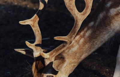 La Fattoria Delle Tartarughe - Foto 61
