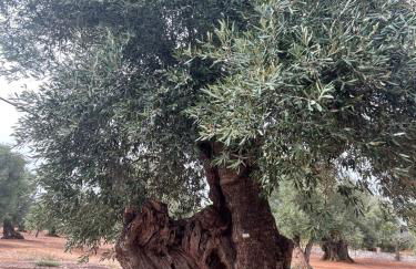 Apuliantales Bari-Cozy Suite - Foto 79