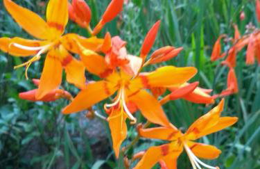 Aldeia Pé da Serra Cabana Natureza - Foto 21