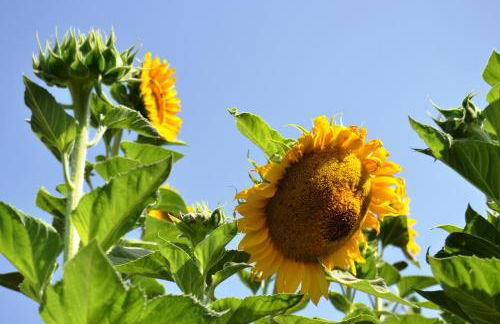 El Rincón de Carmen - Foto 99