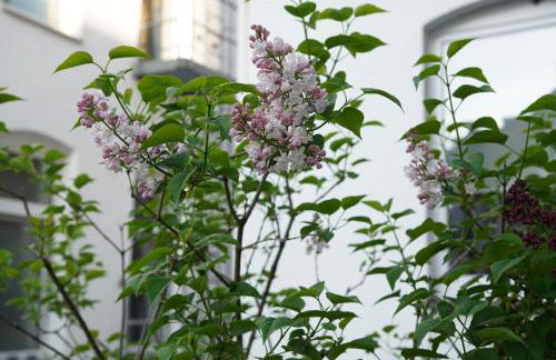 Bright, spacious apartment with a lovely terrace in the heart of Aachen - Foto 23