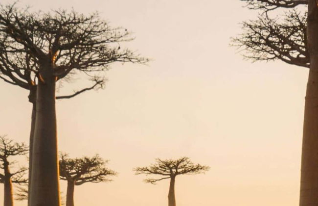 Tour privado de 9 días por Madagascar - Foto 1