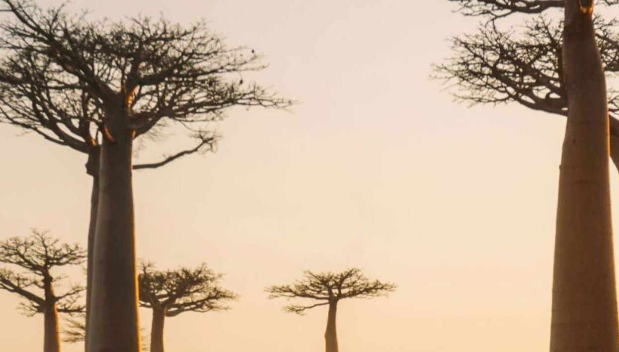 Tour in Ambohidratrimo - Photo 1