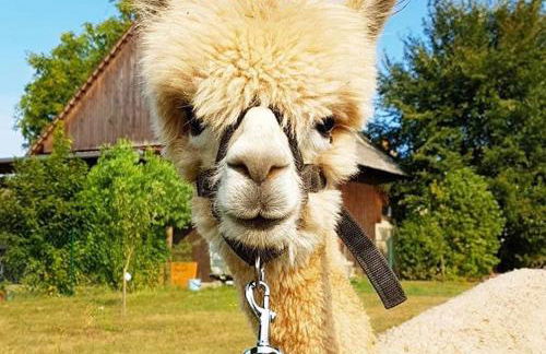 Urlaub mit Alpakas - Foto 33