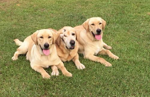 LOG HOME CANINE RETREAT with DOG ART COLLECTION - Foto 5