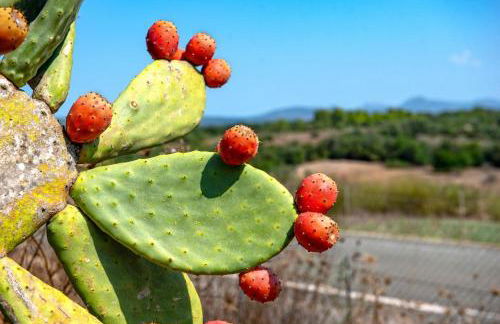 Sa Franquesa Vella - Foto 48