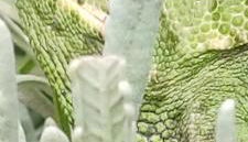 El Abejaruco - Foto 5