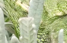 El Abejaruco - Foto 5