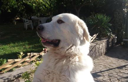 la masseria di Antonio e Teresina - Foto 63