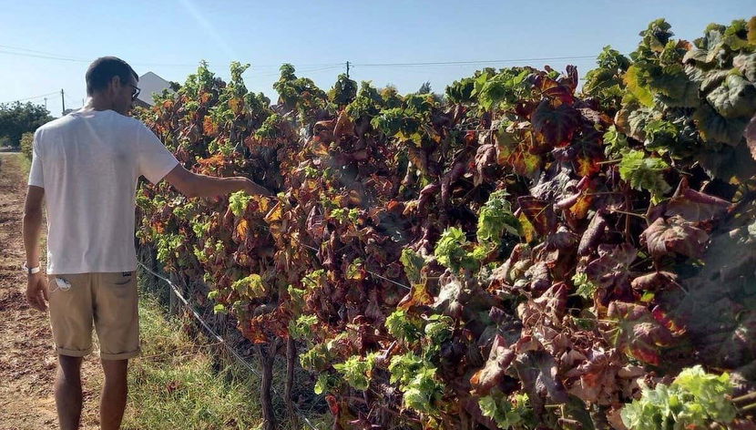 Tour of Algarve Wineries - Foto 2