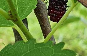 Lindo Sítio Estilo Moderno - Foto 69