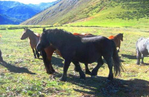 Apartamentos Valdecarzana Senda del Oso - Foto 7
