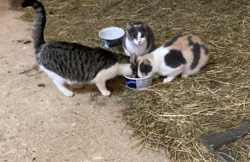 Farmhouse of Blessings - Foto 74