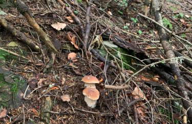 Casa Vacanze La Vite - Foto 45