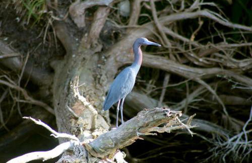 Charming 1940s Daybook Cottage on the Florida Hidden Coast - Foto 29
