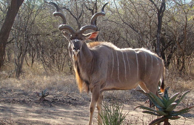 Kruger Cottage - Foto 34