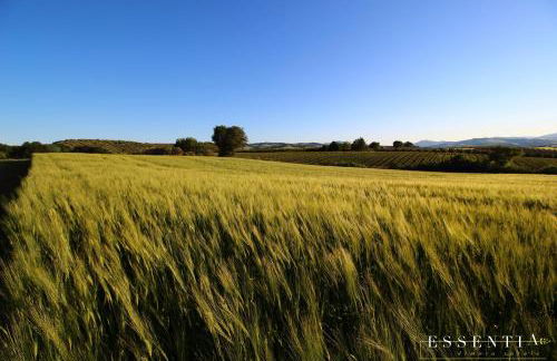 Agriturismo Essentia dimora rurale - Foto 97