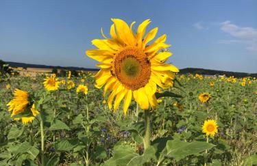 Souterrain Ferienwohnung - Foto 27