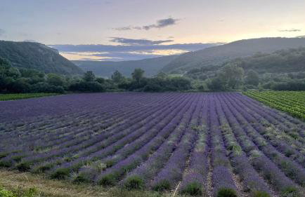 Gite les Oliviers - Le Domaine du Viticulteur - St Maurice d Ibie - Foto 44