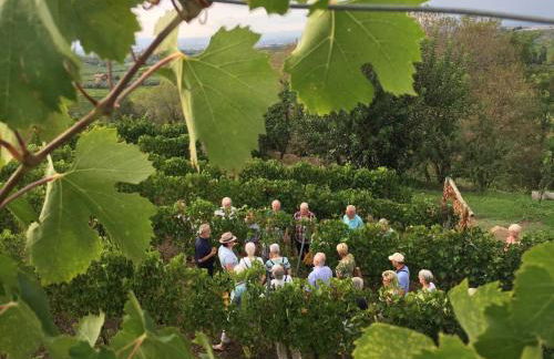 Merumalia Wine Resort - Foto 30