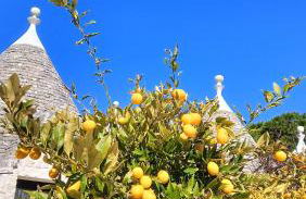 Trullo Bosco Libero Ostuni - Foto 33