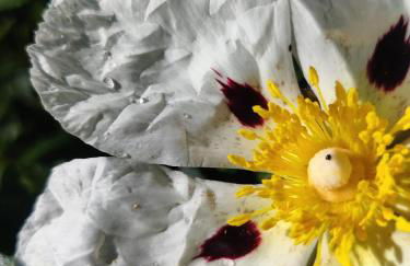 Pátio do Forno - Foto 12