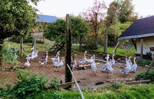 Pumphuts Scheune Ferienwohnungen Nr 1 - 4 beim Freizeitpark Plohn - Foto 60