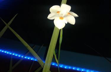 Chalés Praia do Rosa piscina compartilhada - Foto 63