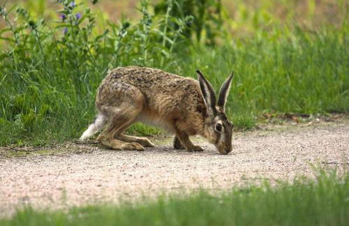 Ferienhaus am Garder See Inselblick - Foto 43