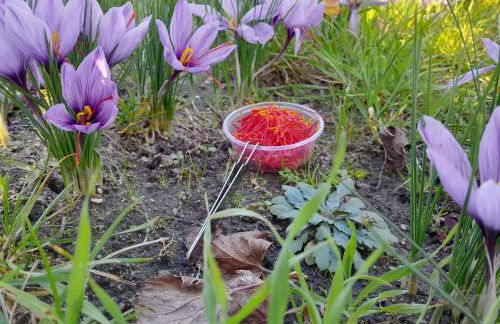 Queen of Safran Ferienhaus - Foto 15