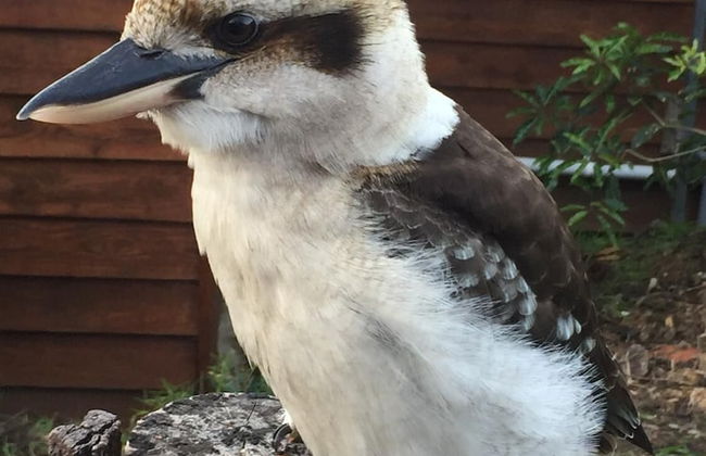 Gumnut Cottage - Foto 16