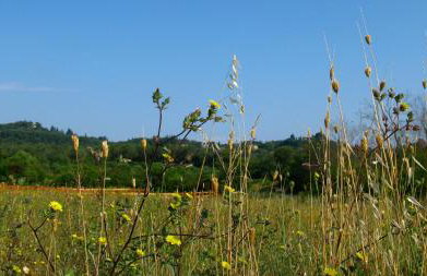 Aroggia Farm - Foto 33