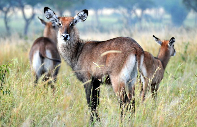 Victoria Lake View Guest House & Safaris - Photo 37