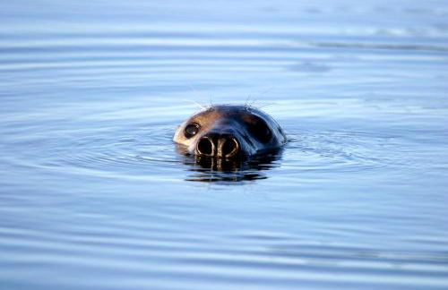 Craiglea Lodge & Barn - Foto 41