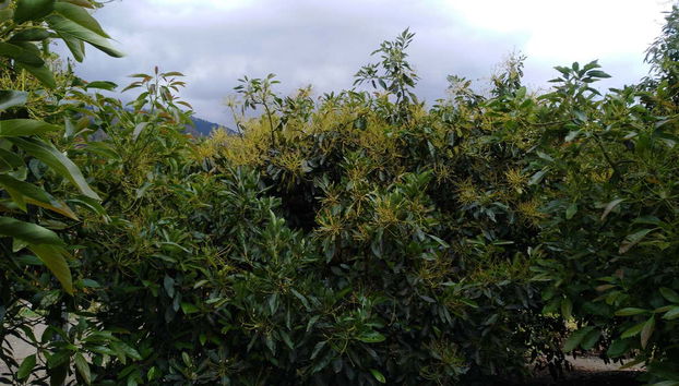 Manizales Avocado Tour - Foto 4