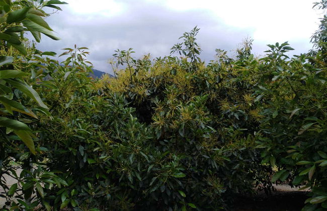 Manizales Avocado Tour - Foto 4