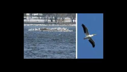 Cottage on the Mississippi Venue and dog friendly - Foto 5