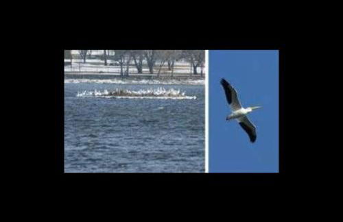 Cottage on the Mississippi Venue and dog friendly - Foto 5