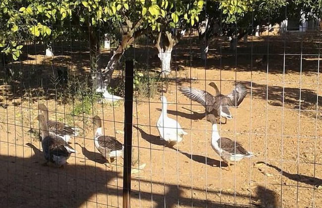 Villa Dimeon - Photo 24