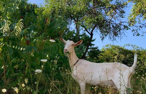 L'oriere des Bois - Foto 37