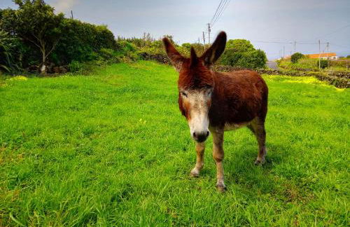 Casa do Marcelino Lagarto - Photo 41