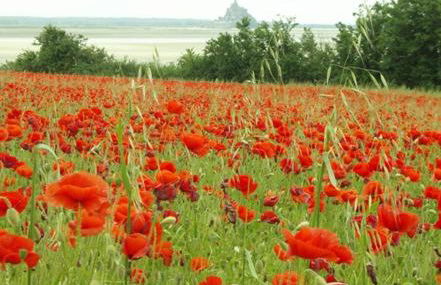 La Greve Saint Michel - Foto 46